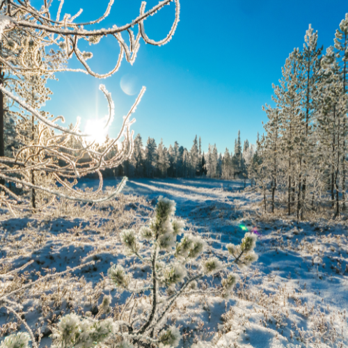 Snow forest landscape image
