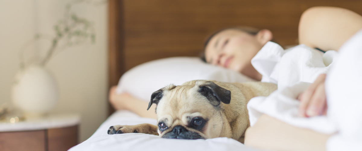 Focal image of dog, awake, lying on white bed with woman sleeping in background