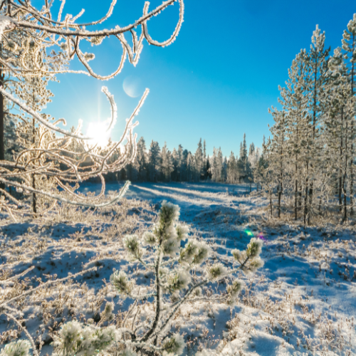 Snow forest landscape image 